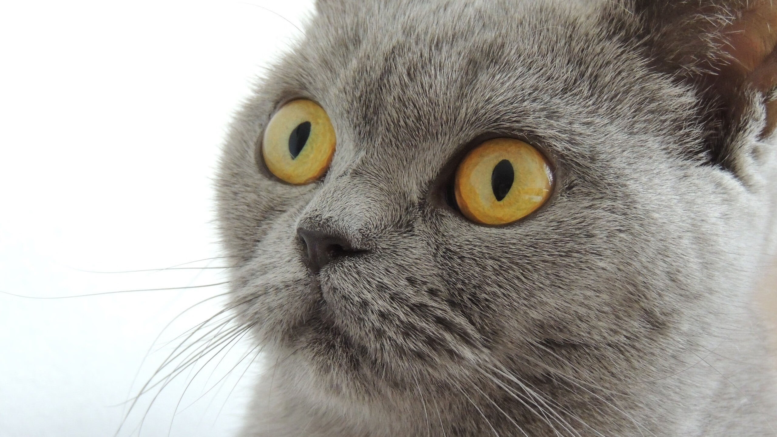 西班牙男子蛙泳配速更具节奏感,西班牙游泳选手要全场默哀